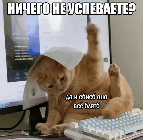 Кот всё просрал и не успевает