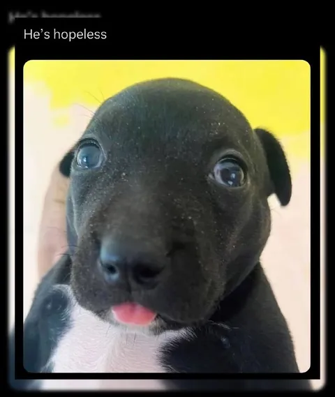 He’s Hopeless Puppy