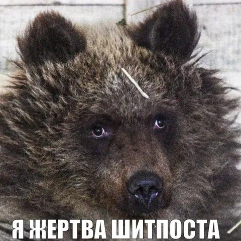 Я жертва шитпоста