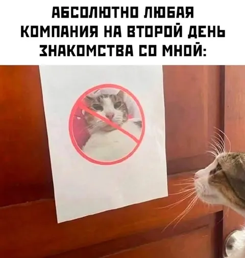 Кошка на второй день знакомства