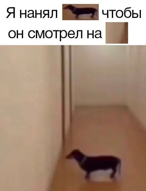 Нанял собаку смотреть на стену
