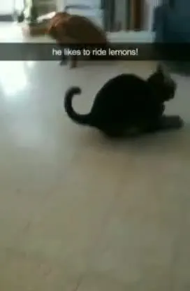 Cat Rides Lemons