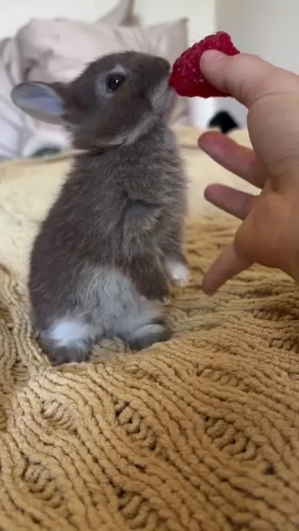 Sleepy Bunny Eats Raspberry