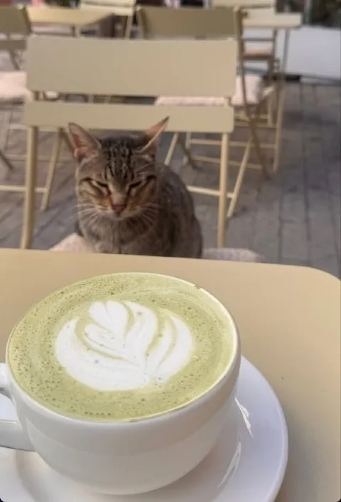 Кот ждёт матча