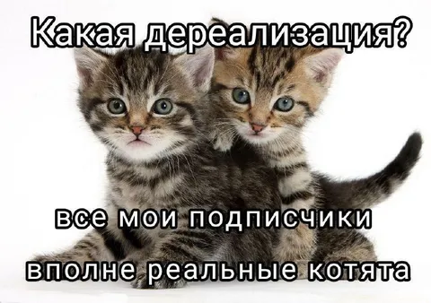 Реальные котята подписчиков