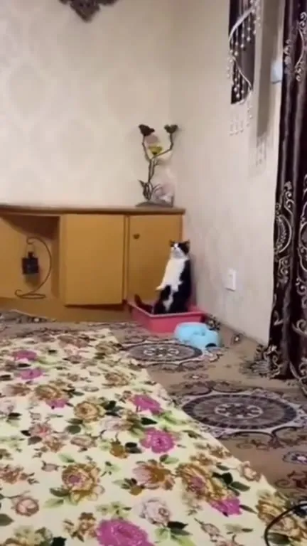 Кот под музыку в лотке