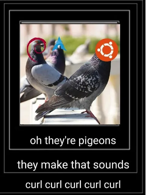 Pigeons Make Curl Sounds