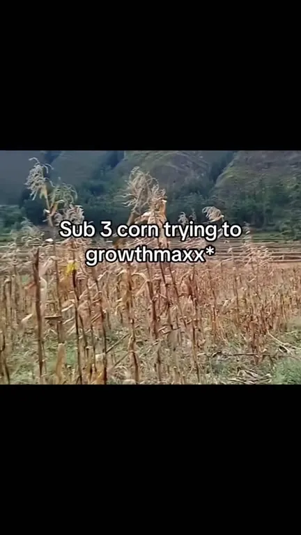 Sub 3 Corn Growthmaxxing