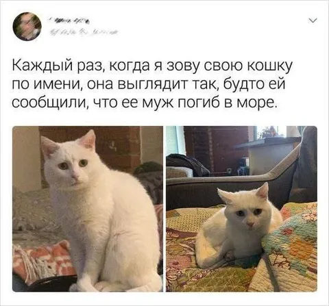 Кошка узнала о смерти мужа