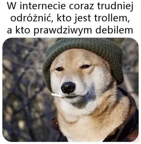Troll czy prawdziwy debil