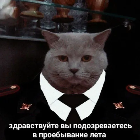 Кот подозревает в проебывании лета