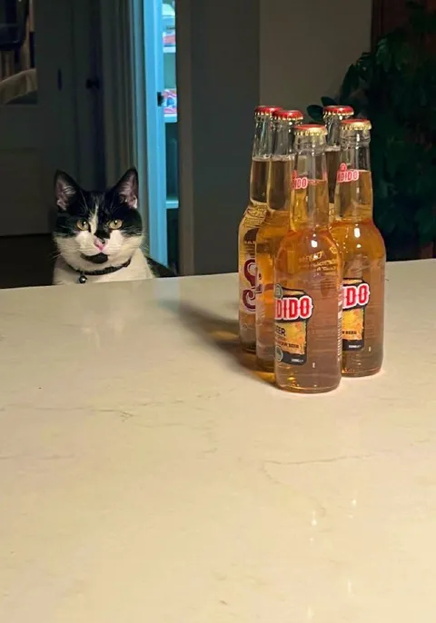 Cat Staring at Beer Bottles