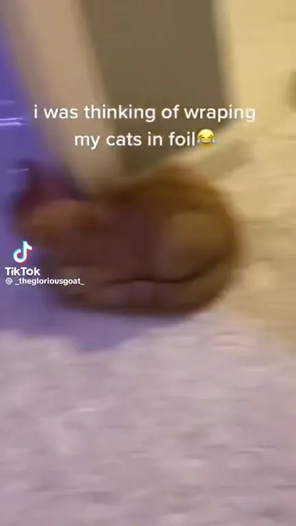 Wrapping Cats in Foil
