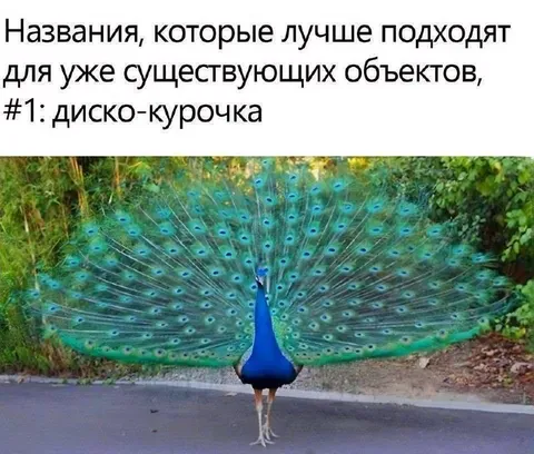 Диско-курочка