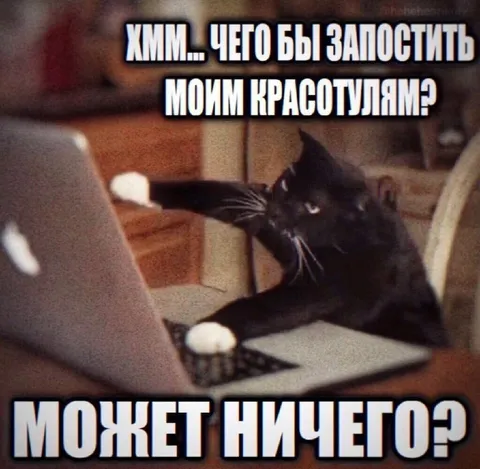 Кот выбирает, что запостить