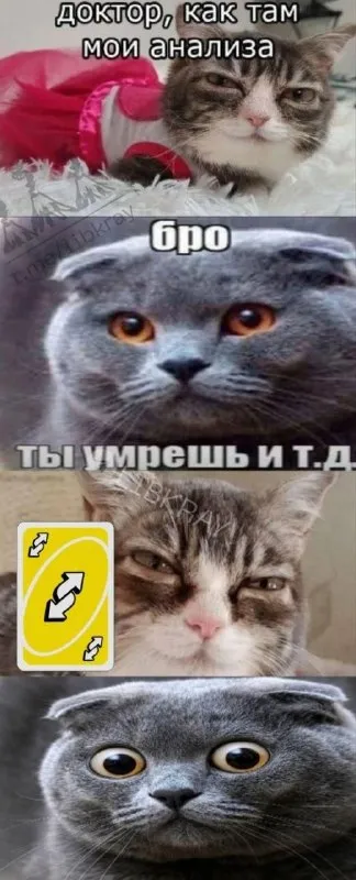 Кот узнаёт результаты анализов