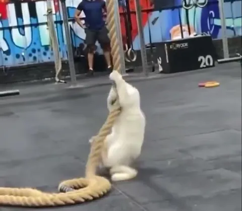 Кот сражается с канатом