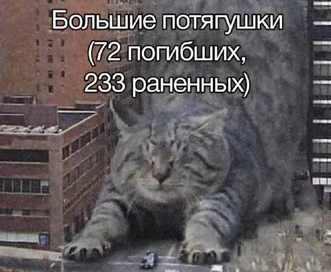 Большие потягушки кота