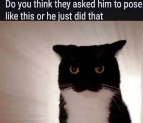 Cat Posing Like That