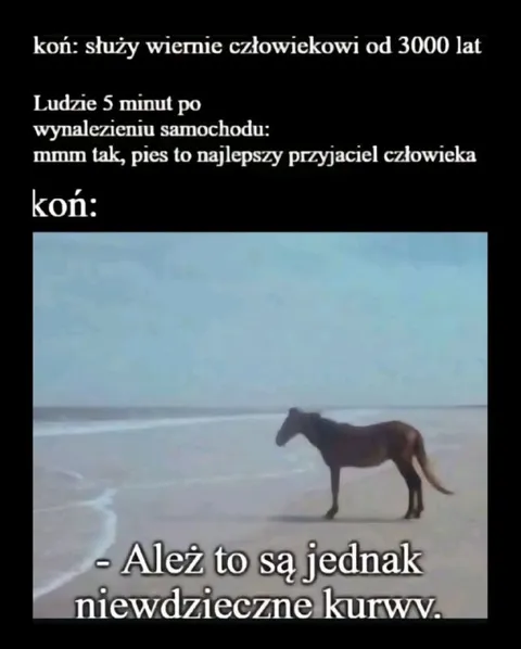 Koń obrażony na ludzi