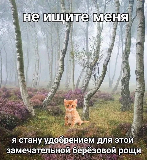 Котёнок в берёзовой роще