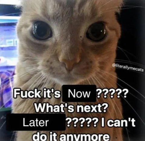 Cat Can't Handle It Anymore