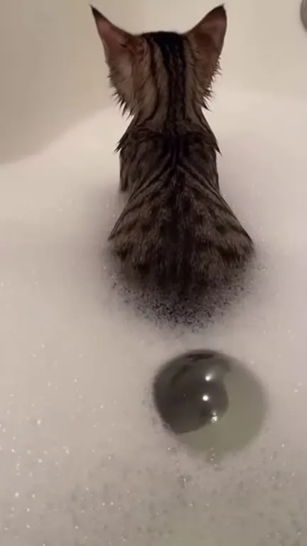 Кот в ванне из пены