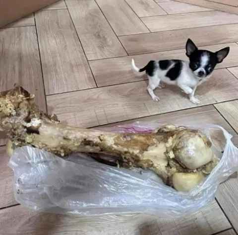 Чихуахуа и огромная кость