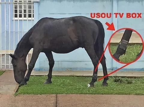 Horse Wearing TV Box Boots