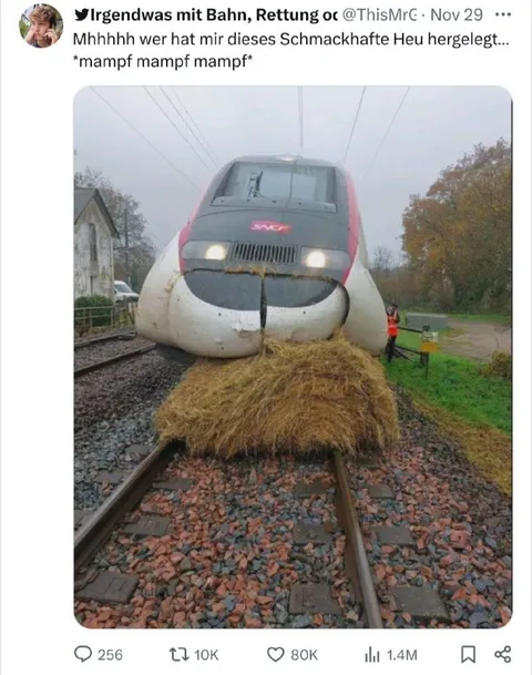 Zug frisst leckeres Heu