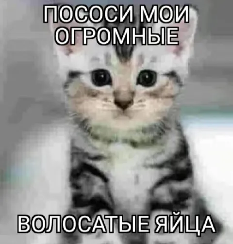 Кот с огромными яйцами