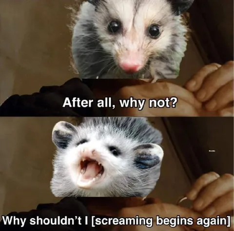 After All, Why Not? Screaming Possum