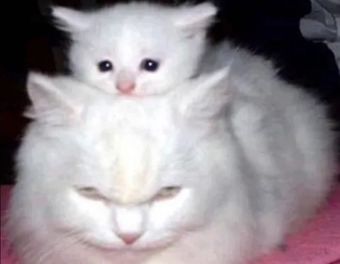 Котёнок на серьёзном коте