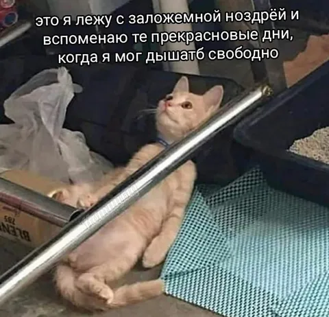 Кот с заложенной ноздрёй