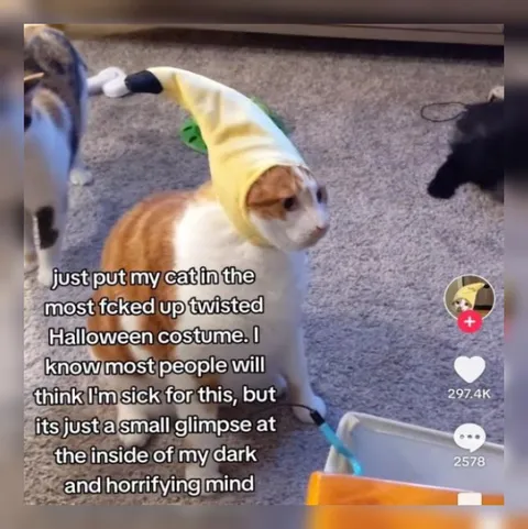 Cat in Twisted Halloween Costume