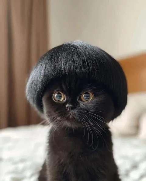 Кот с идеальной причёской