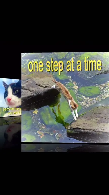 Cats Sharing Life Advice