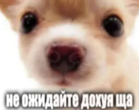 Не ожидайте дохуя ща