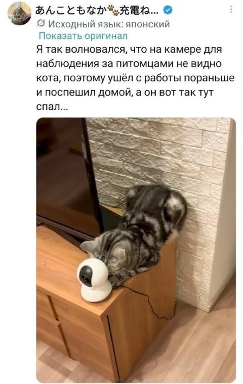 Кот охраняет пустую камеру