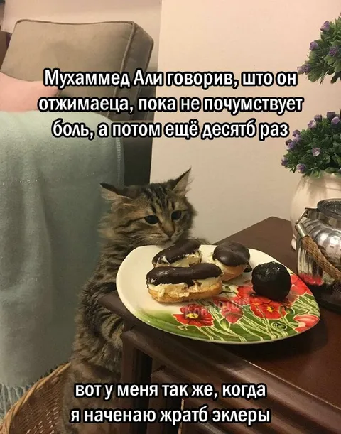 Кот ест эклеры через боль