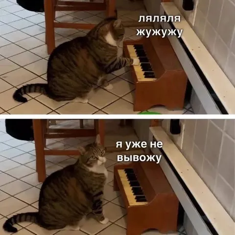 Кот больше не вывозит