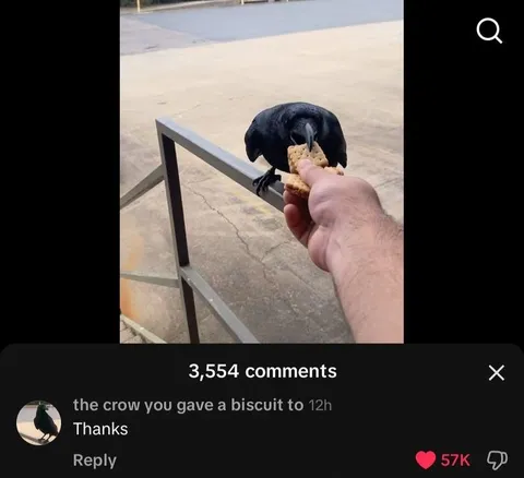 Crow Thanks for the Biscuit