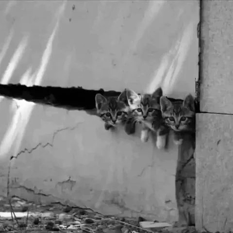 Котята выглядывают из щели