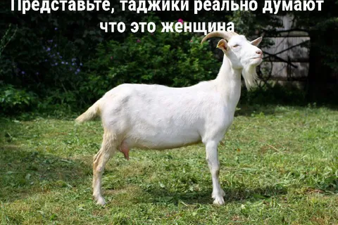 Коза, которую приняли за женщину