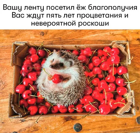 Ёж благополучия в ленте