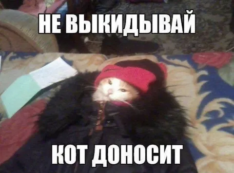 Кот доносит на хозяина