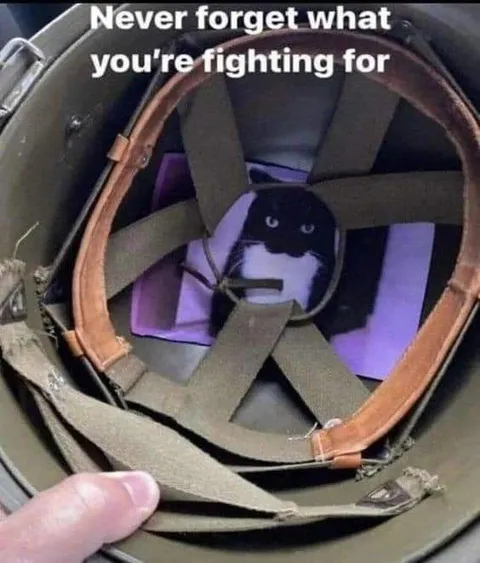 Кот, пристёгнутый к борьбе