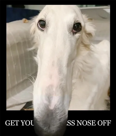 Get Your Gross Nose Off