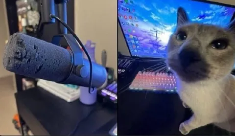Кот пришёл на подкаст