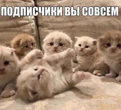 Подписчики вы совсем
